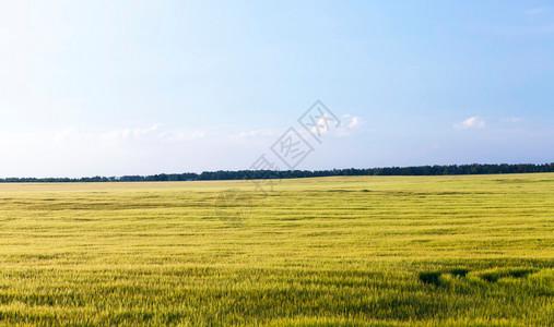 本底绿色不熟的谷物中蓝天面积很小在野外种植绿色黑麦农业蓝的背景